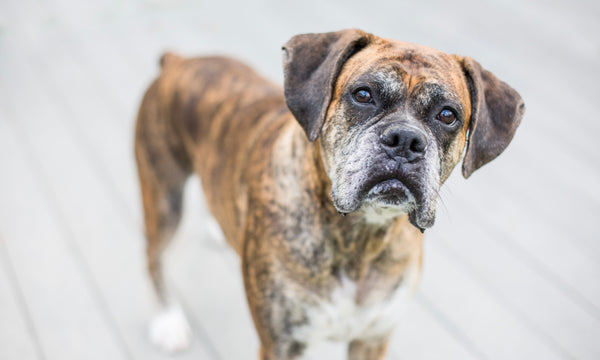 What your dog’s REAL age is in human years