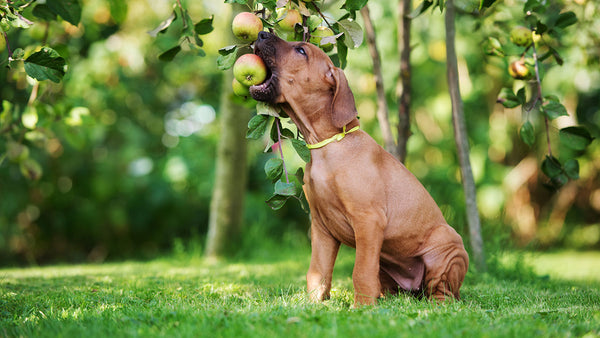 Can apple seeds really kill your dog?