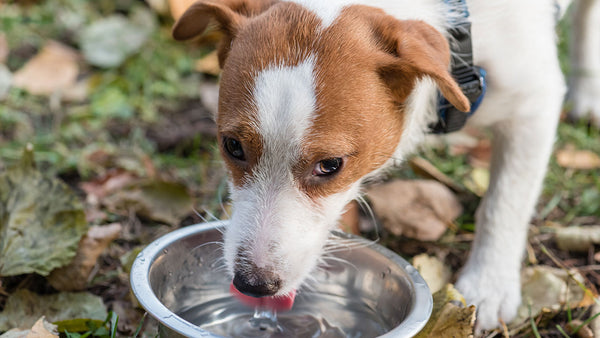 The one thing we almost all do wrong when our pets are sick