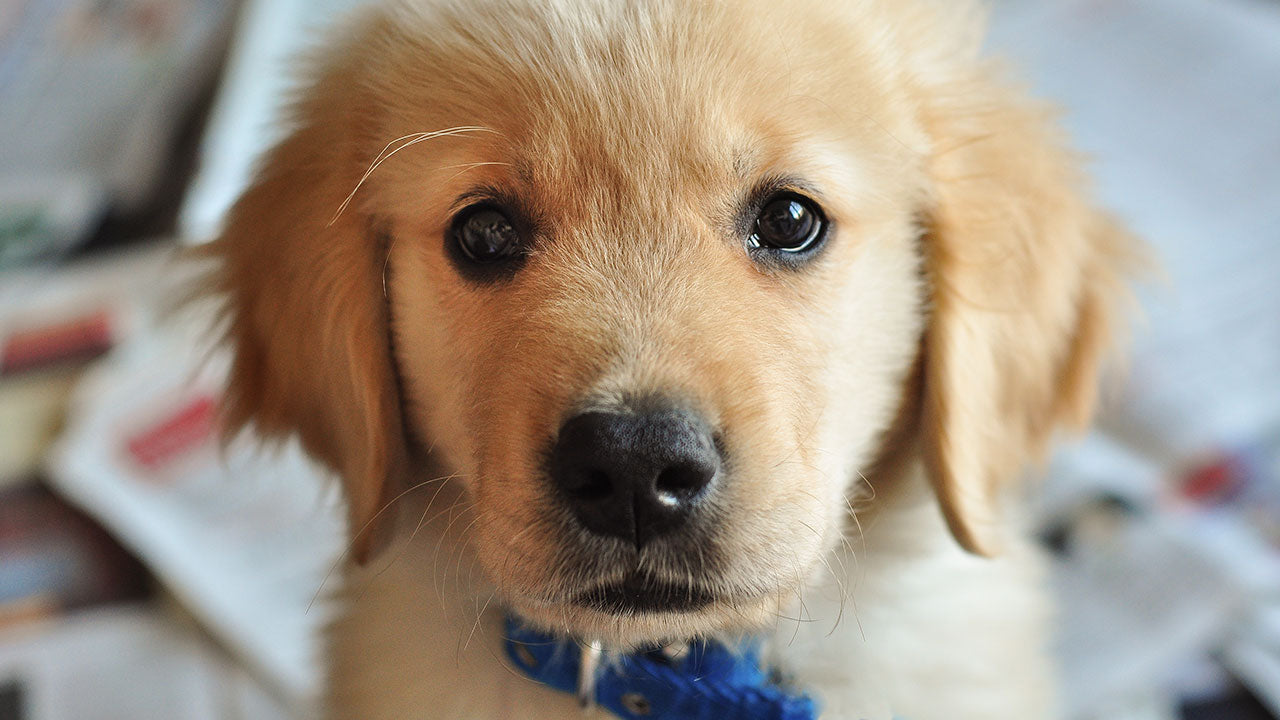 Be warned. Research says puppy dog eyes are more powerful than we ever thought!