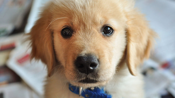 Be warned. Research says puppy dog eyes are more powerful than we ever thought!