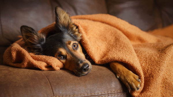 Pets are emotional sponges. Here’s how to ensure they’re not wrung out.