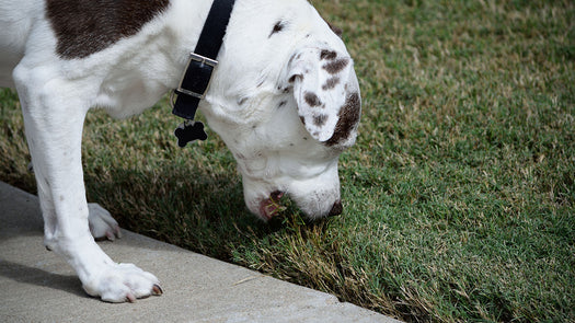 The surprising reason pets snack on grass