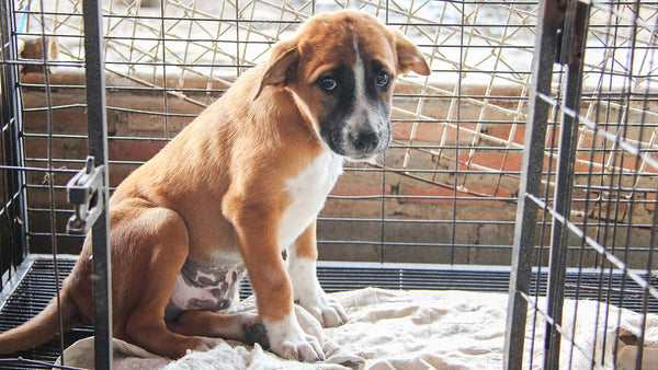 Why now could be the perfect time to foster a rescue pet!