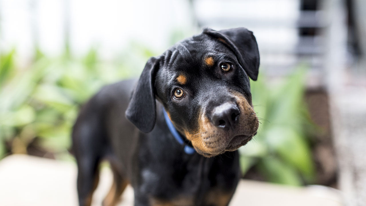 The reason dogs tilt their heads is everything