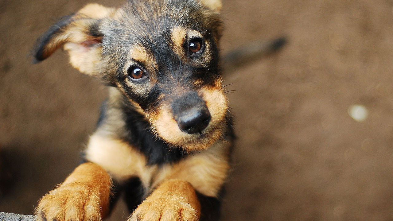 It works in kids so can you ‘feel’ if your pet has a fever?