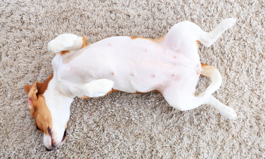 Do dogs and cats have...belly buttons?