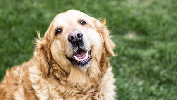 What your dog’s REAL age is in human years