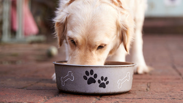 Here’s what the Hills pet food recall really means