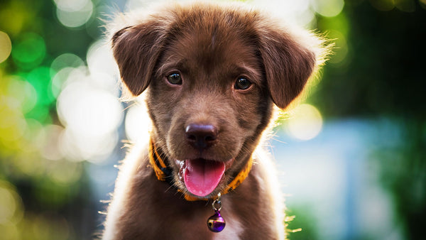 Why the biggest factor preventing vaccinations isn’t a fear of puppy autism...
