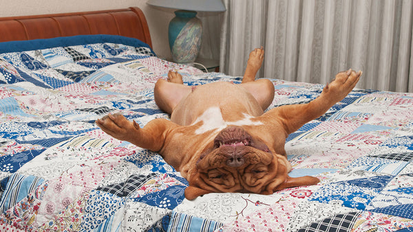 Sleeping pets don’t l-i-e! How to tell if they’re cold this winter...