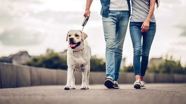 A pet does make your heart swell. Literally.