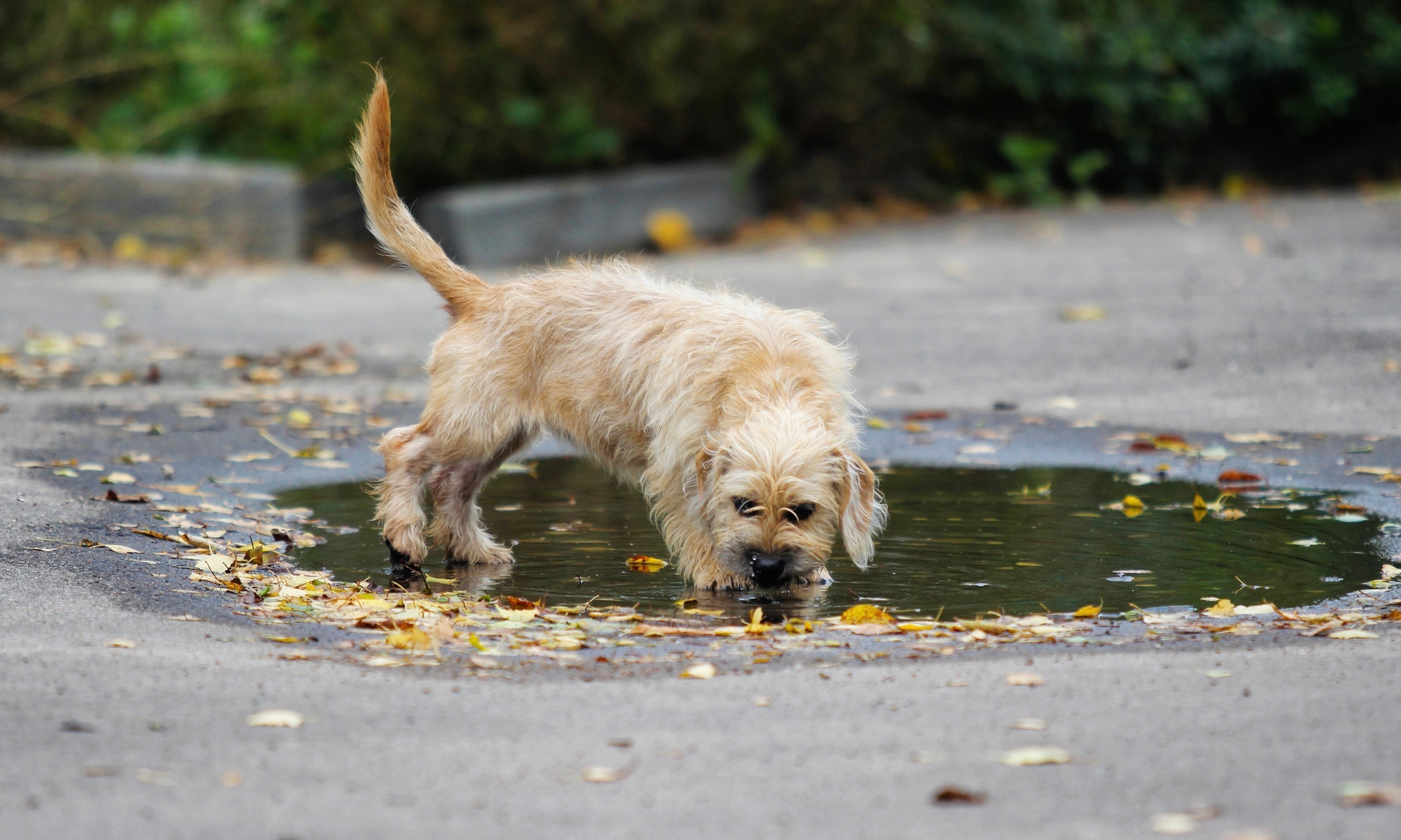 So...how do dogs catch Leptospirosis?