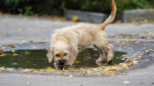 A lethal disease dogs catch from puddles has re-emerged