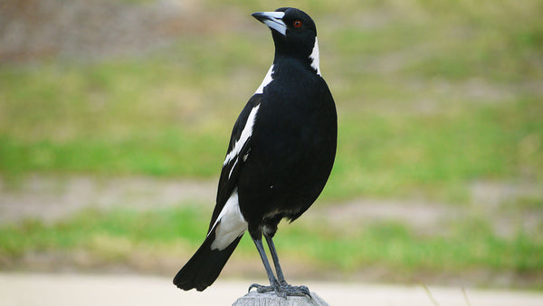 A swooping magpie was shot by a Sydney council