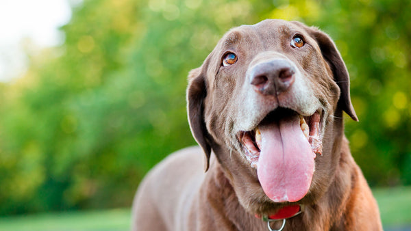 Dog baits found at another popular park