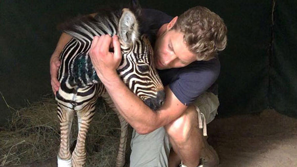 Baby Zebra "Ox" recovering well after leopard attack