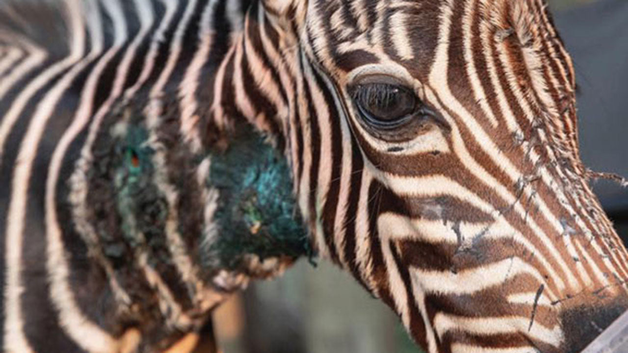 Ox the baby Zebra’s attitude towards milk is pretty black and white