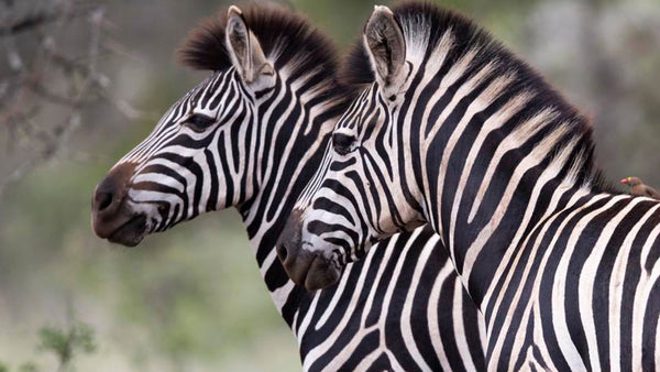 Have you ever wondered why Zebras have stripes?