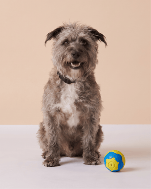Dog Toys