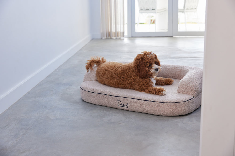 Baxter, Pocitó Oat Bouclé