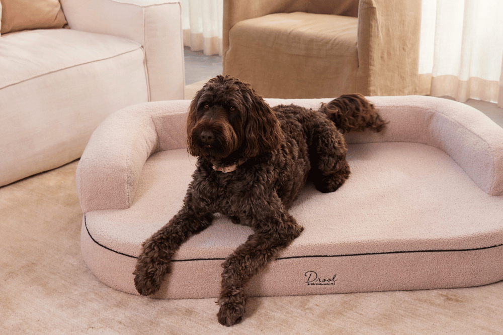 Raffy, Grandé Oat Bouclé