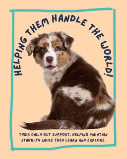 Gut + Immune Puppy and Maturity Treats