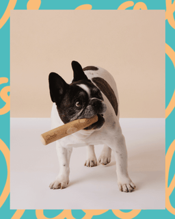 Coffee Wood Chew