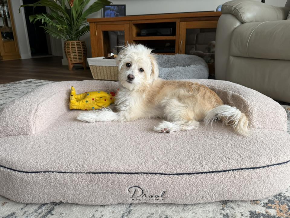 George, Pocitó Oat Bouclé                    