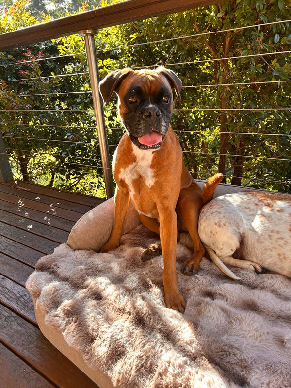 Duke