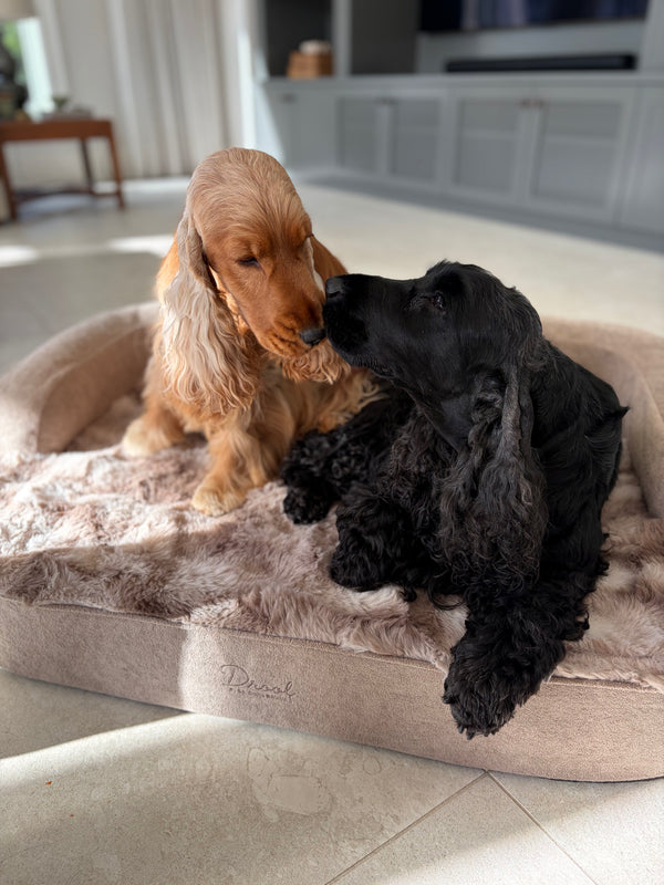 Sky & Remy 