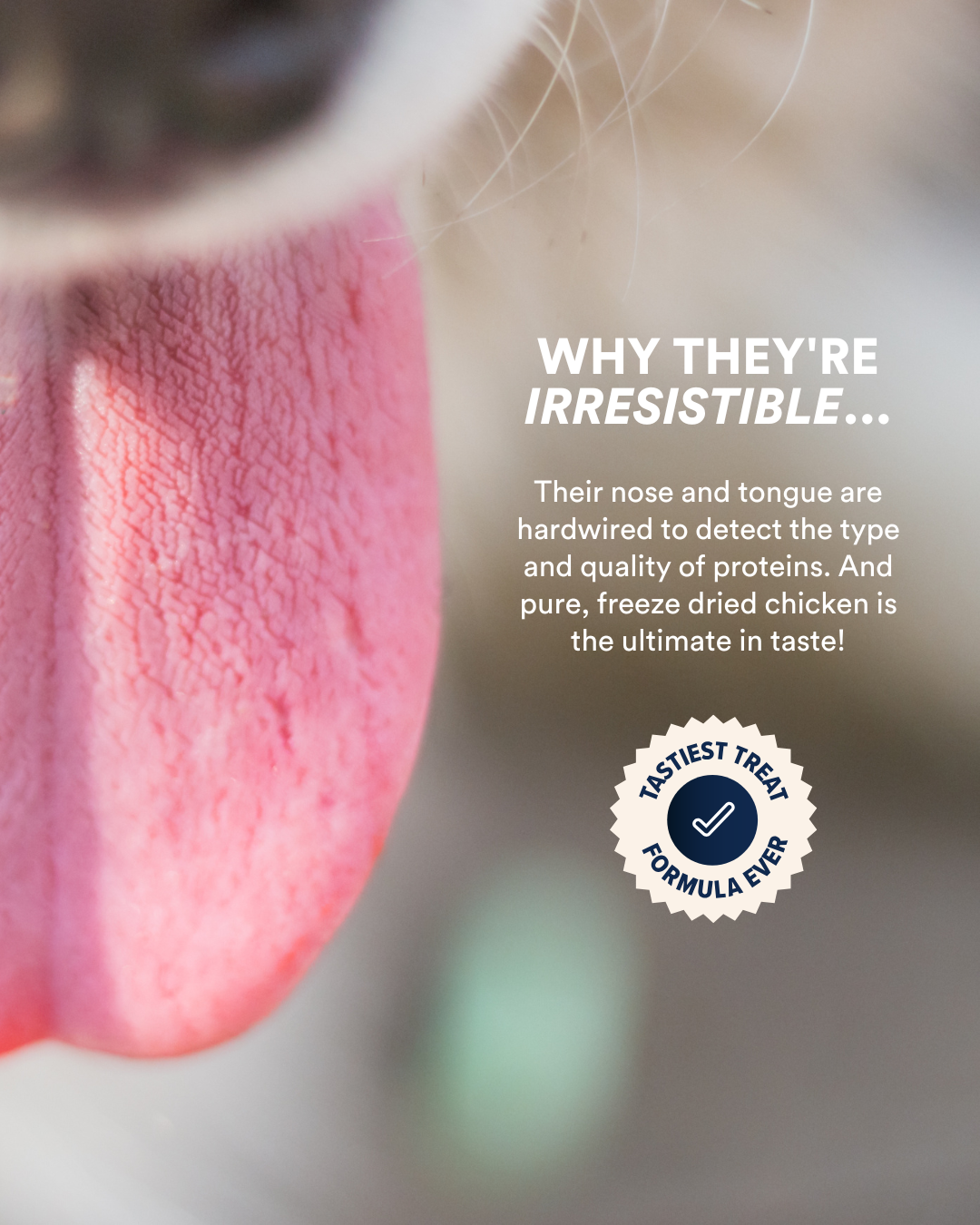 Just Because Freeze Dried Dog Treats