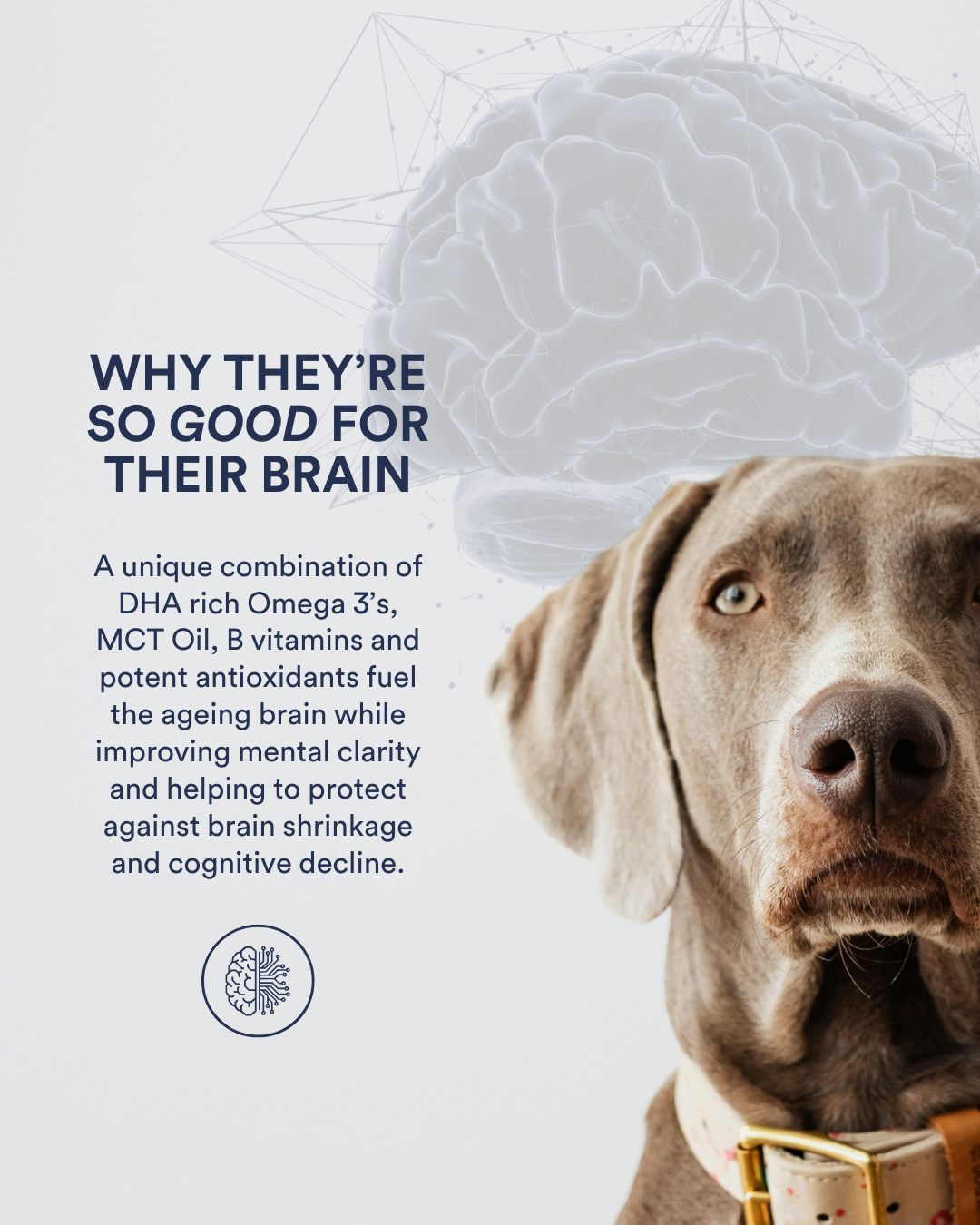 Longevity Brain + Joint Freeze Dried Dog Treats