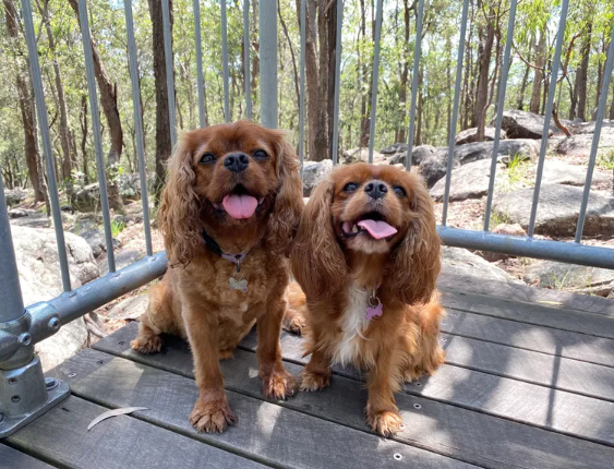 Cavalier love!