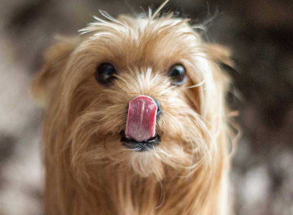 What s with that pawing at the water bowl Drool by Dr. Chris Brown