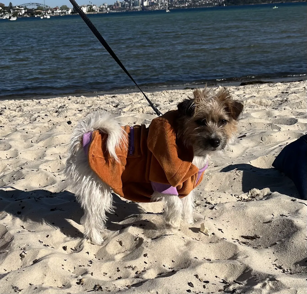 Taz