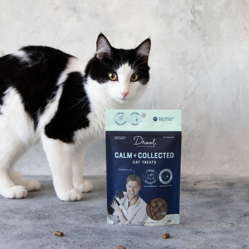 Calm + Collected Cat